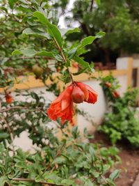 Close-up of red berries on plant