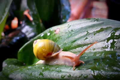 Close-up of snail on wet leaf