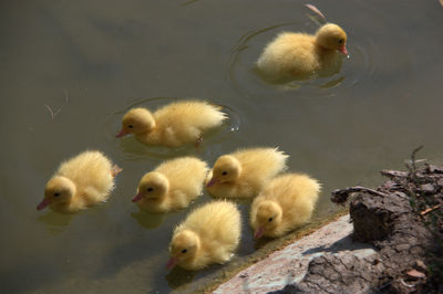 High angle view of ducks in lake