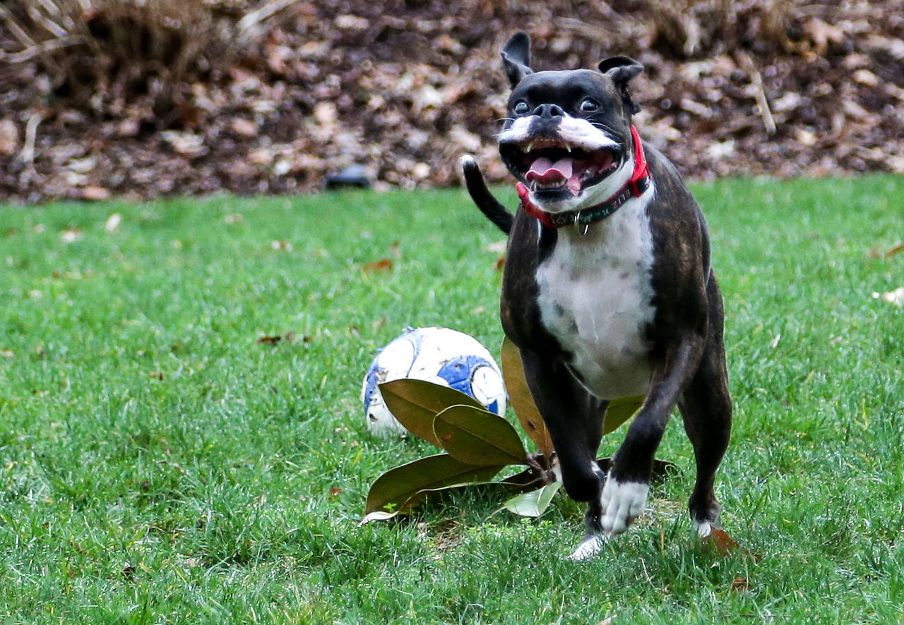 Soccer ball, boxer