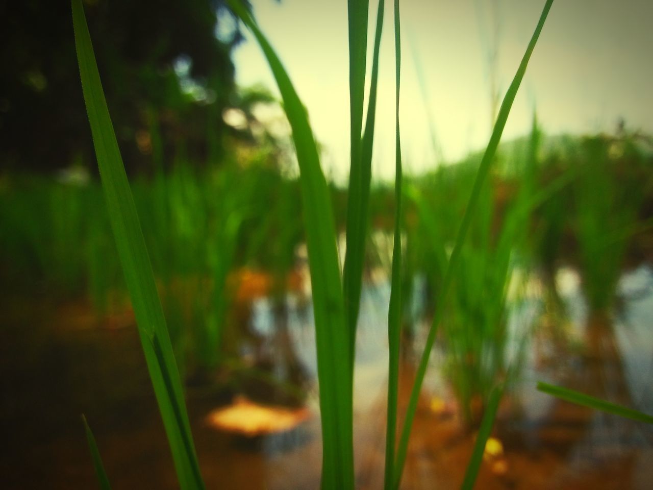 green, plant, nature, grass, sunlight, water, no people, growth, beauty in nature, leaf, land, close-up, tranquility, flower, outdoors, blade of grass, reflection, field, sky, environment, focus on foreground, landscape, day, macro photography, morning, selective focus, freshness, agriculture, plant stem