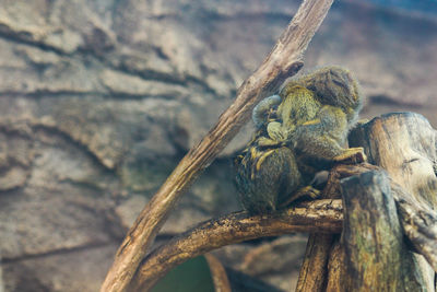 Close-up of monkey on tree trunk