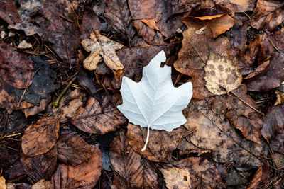 High angle view of maple leaves on road