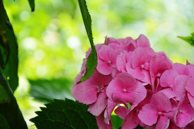 Close-up of pink flowers blooming outdoors