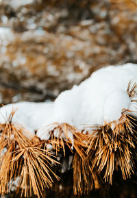 Close-up of dry plants