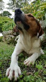 Close-up of dog yawning on grass