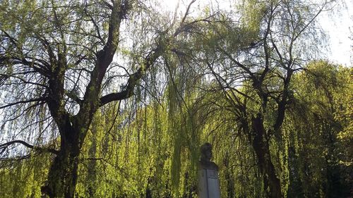 Low angle view of trees