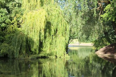 Reflection of trees in lake