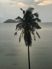 Palm tree by sea against sky