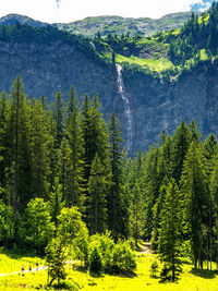 Scenic view of pine trees in forest