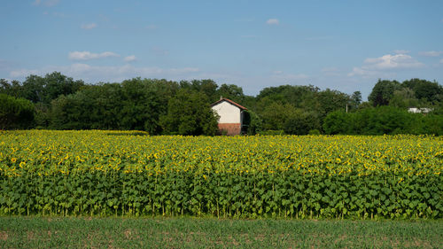 Scenic view of field against sky