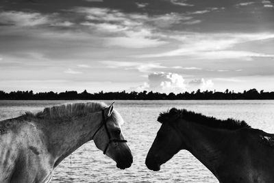 View of horse on field against sky