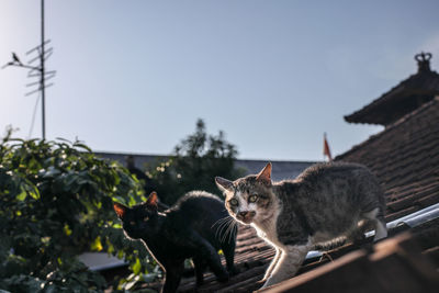 View of two cats against clear sky