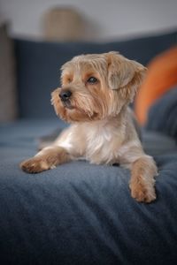 Portrait of dog sitting on sofa at home