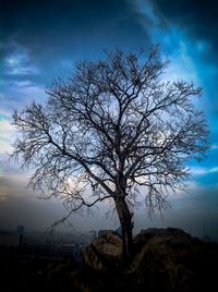 Bare trees on landscape