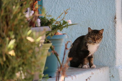 Cat sitting by potted plants