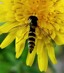 Close-up of insect on yellow flower