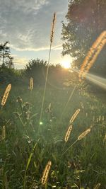 grass