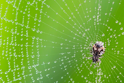 Close-up of spider on web