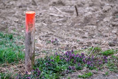 Close-up of purple flowering plant on field