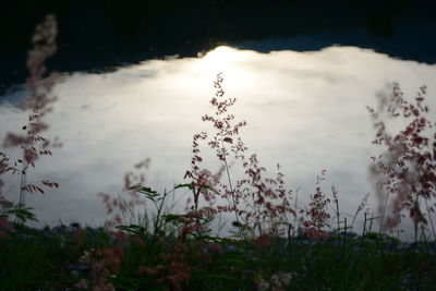 Scenic view of flowering plants on land against sky