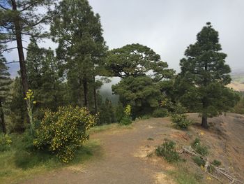 View of trees on landscape against sky