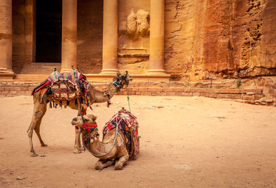 View of two camels in a front of buildings in petra jordan 