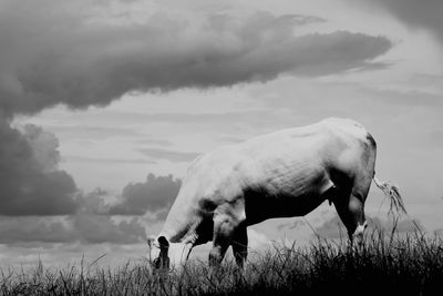 Cow grazing on field against cloudy sky