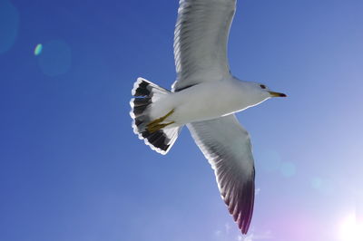 Low angle view of seagull flying in sky