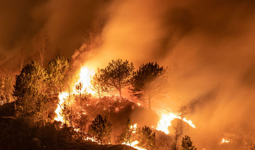 Wild fire tree's on fire montain