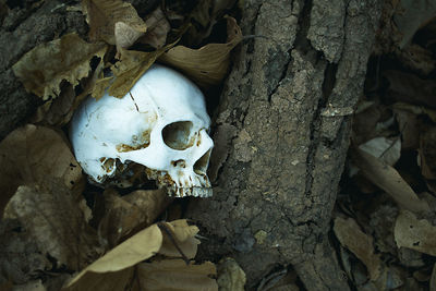 Close-up of human skull