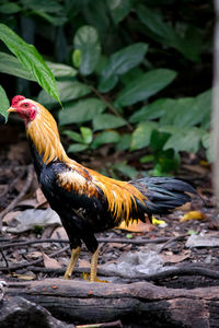 Close-up of rooster