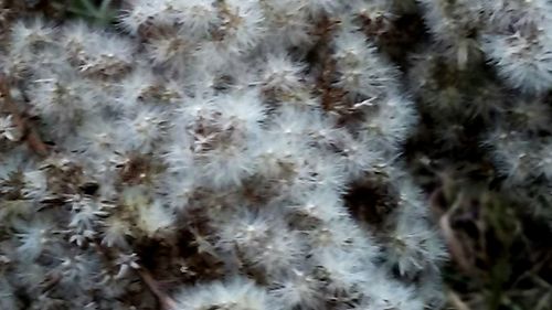 Close-up of plants