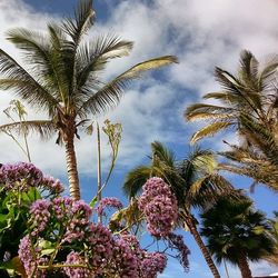 Low angle view of palm trees against cloudy sky