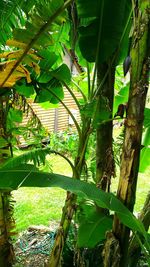 Close-up of tree