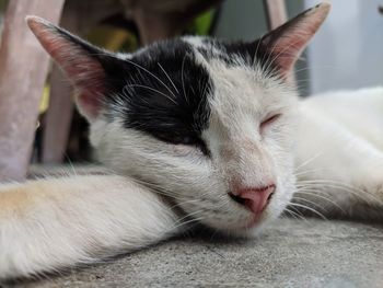 Close-up of cat resting