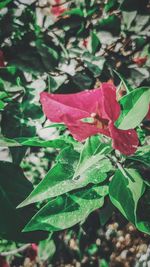 High angle view of leaves on plant in field