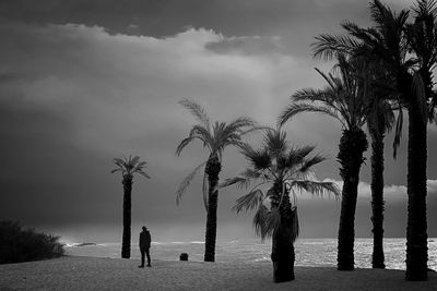 Silhouette palm trees on beach against sky