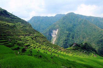 Scenic view of rice paddy against sky