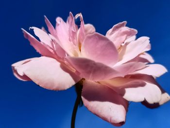 Close-up of pink flower against blue sky