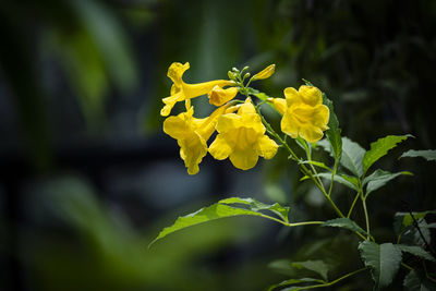 Close-up of yellow flowering plant