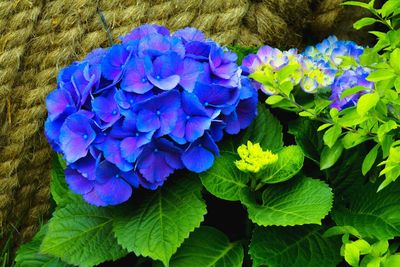 Close-up of purple flowers