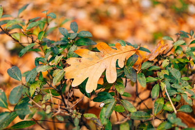 Close-up of maple leaves on plant