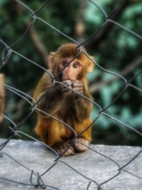 Monkey sitting on chainlink fence