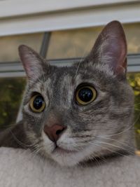 Close-up portrait of a cat