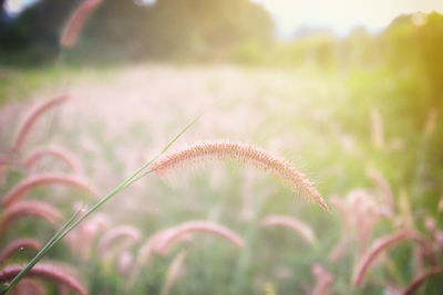 Close-up of grass growing on field