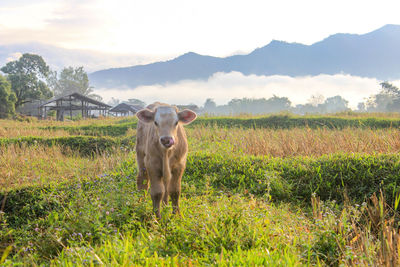 Horse standing in field