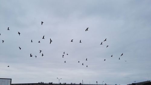 Low angle view of birds flying against sky