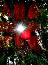 Close-up of illuminated red night