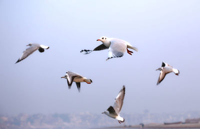 Low angle view of seagulls flying